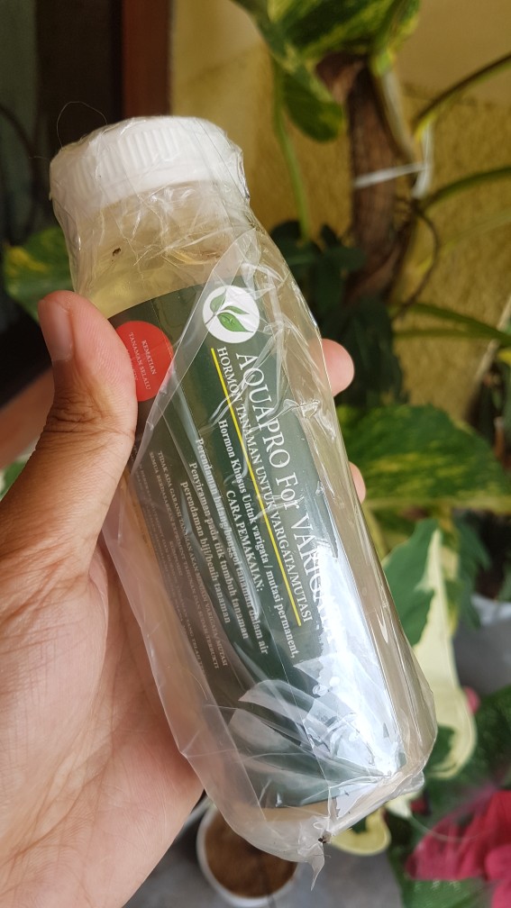 Hormon Variegata Tanaman Monstera Dll