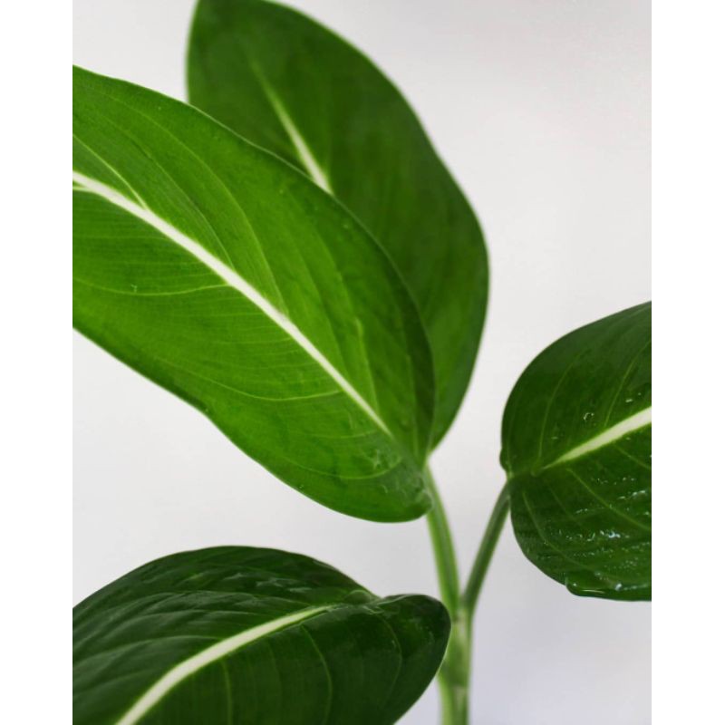 Aglonema blanceng neon - tanaman hias blanceng neon