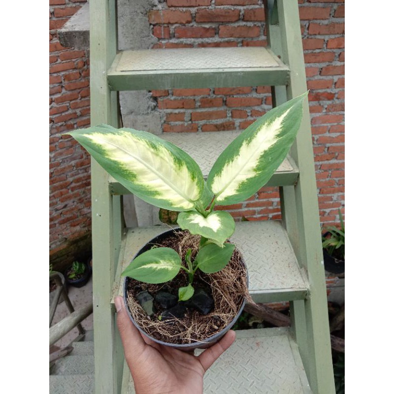 Tanaman hias Bunga Aglonema tisu , aglonema tisu