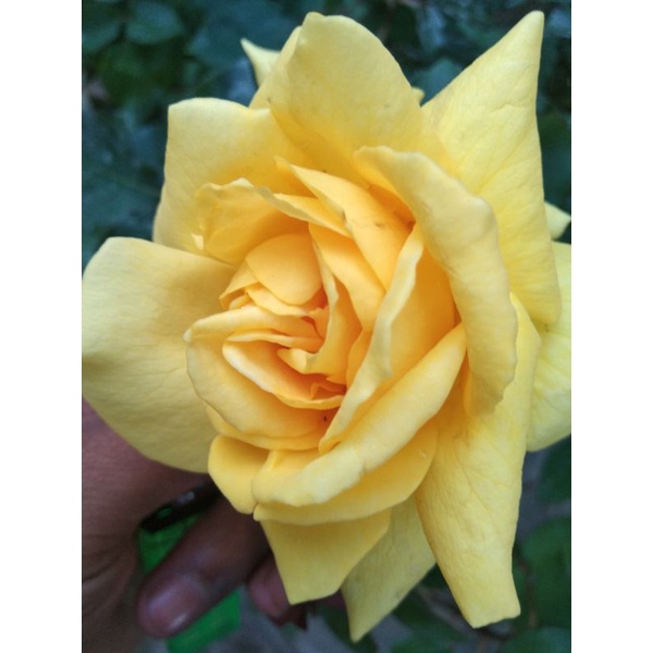 bunga mawar-holland kuning-wangi