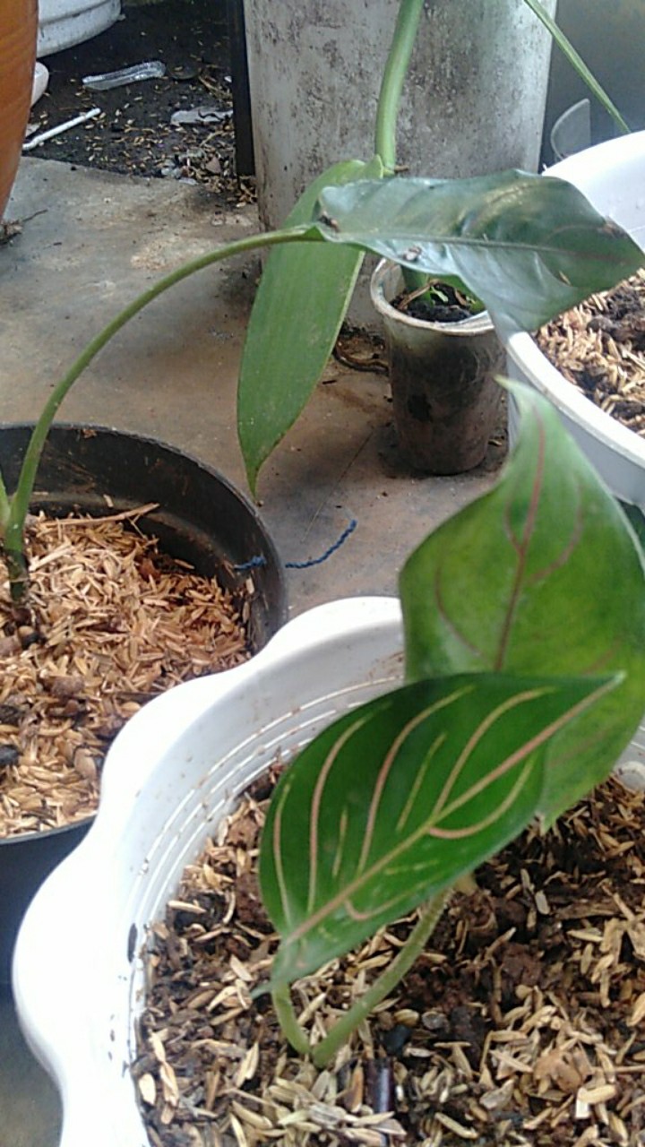 Jual  Tanaman Hias Aglonema Rotudum  _