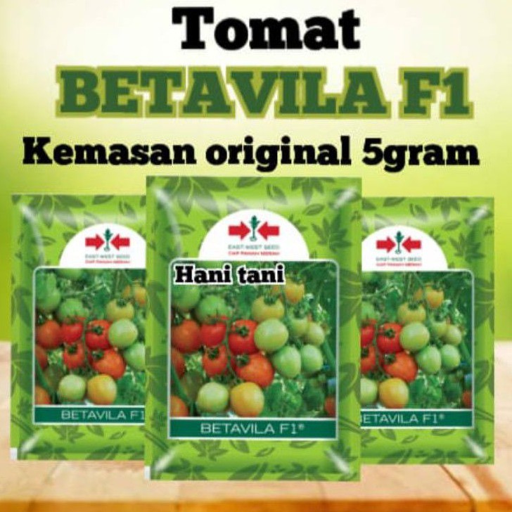 BENIH BIBIT PERTANIAN SAYURAN BUAH TOMAT HIDROPONIK
