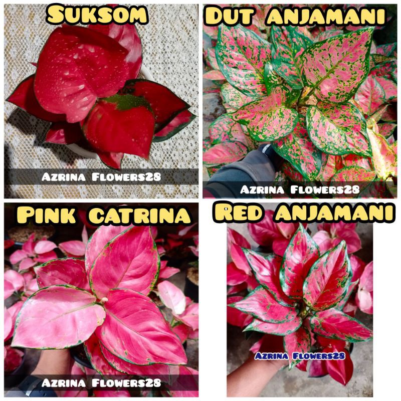 

Aglonema Paket Isi 4 Jenis, Suksom, red anjamani, pink catrina, dut anjamani
