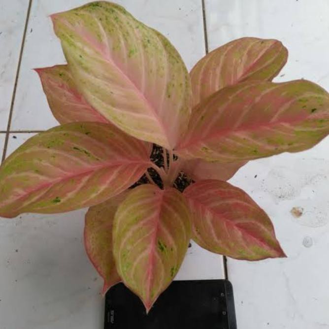 Tanaman Hias Aglonema Bidadari - Bunga Aglonema Bidadari Tokofinaserba11
