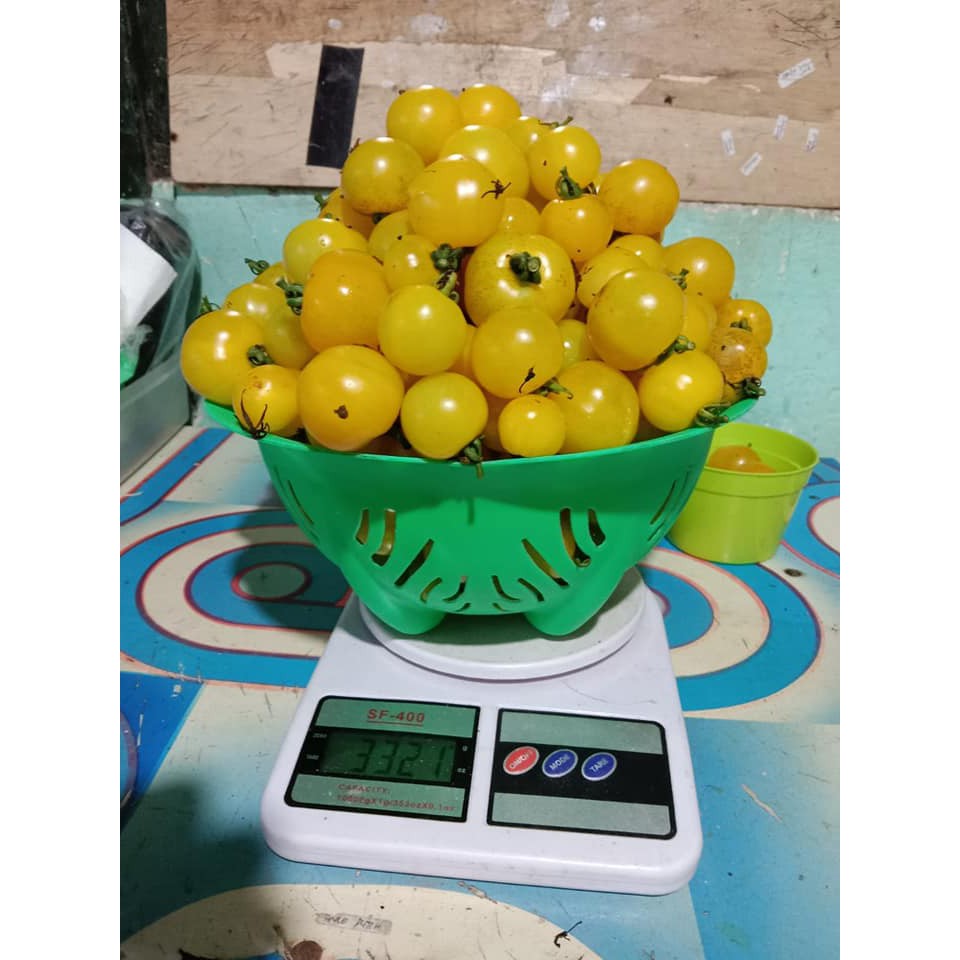 Benih Bibit Biji - Tomat Mini Micro Tom Yellow (Cherry) MicroTom Tomato Seeds