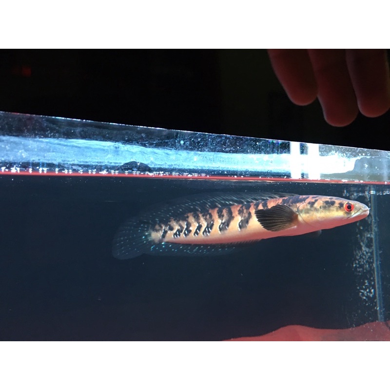 Channa Maru YS size 30cm