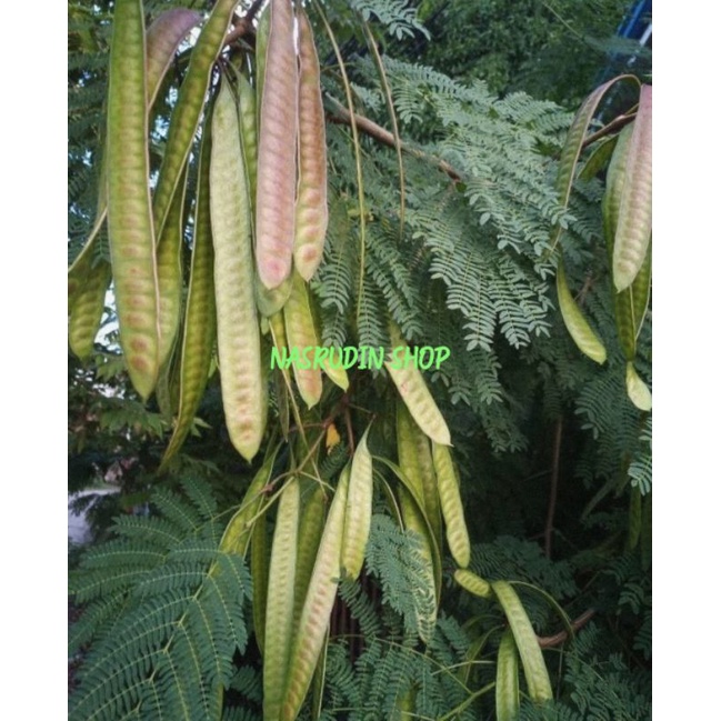 

[Fresh] BUAH LAMTORO 100 PAPAN SEGAR BUAH LAMTORO TUA PETAI CINA