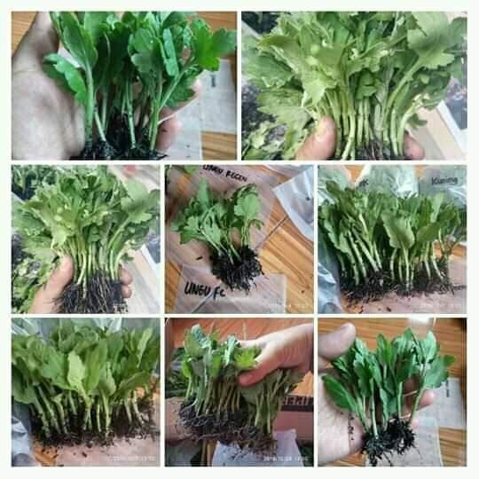 Paket 500 Bibit Tanaman Hias Bunga Krisan