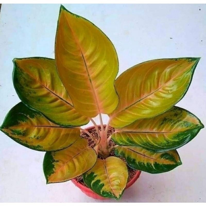 aglonema sultan brunei anakan