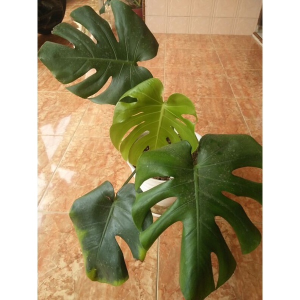 monstera brazilian/ monstera deliciosa