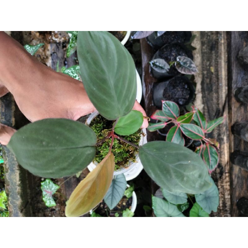 Homalomena red velvet