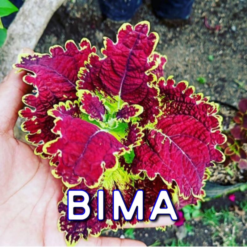 Bunga Miana Premium Langka Tanaman Hias Murah Miana Langka