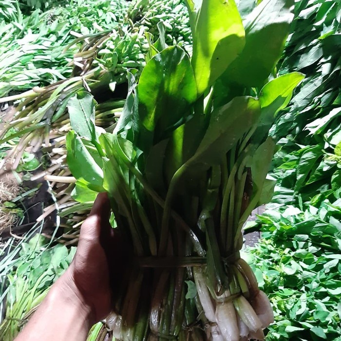 

Sayur Daun Genjer 1 ikat