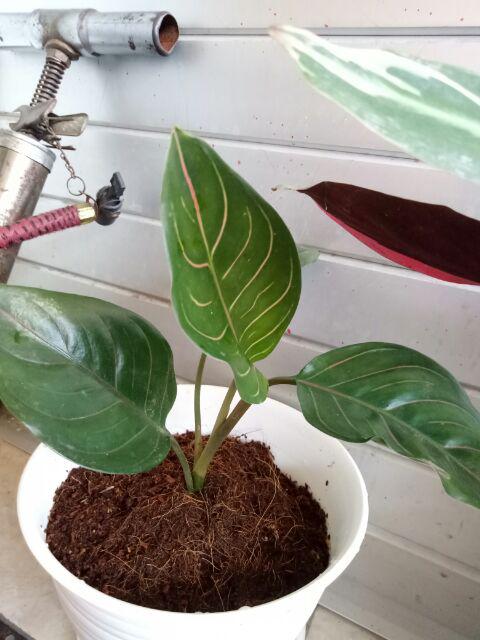 Tanaman Hias Murah 4 Aglonema/paket Aglaonema Hemat Aglo Donacarmen Lipstick Snow White Rotundum