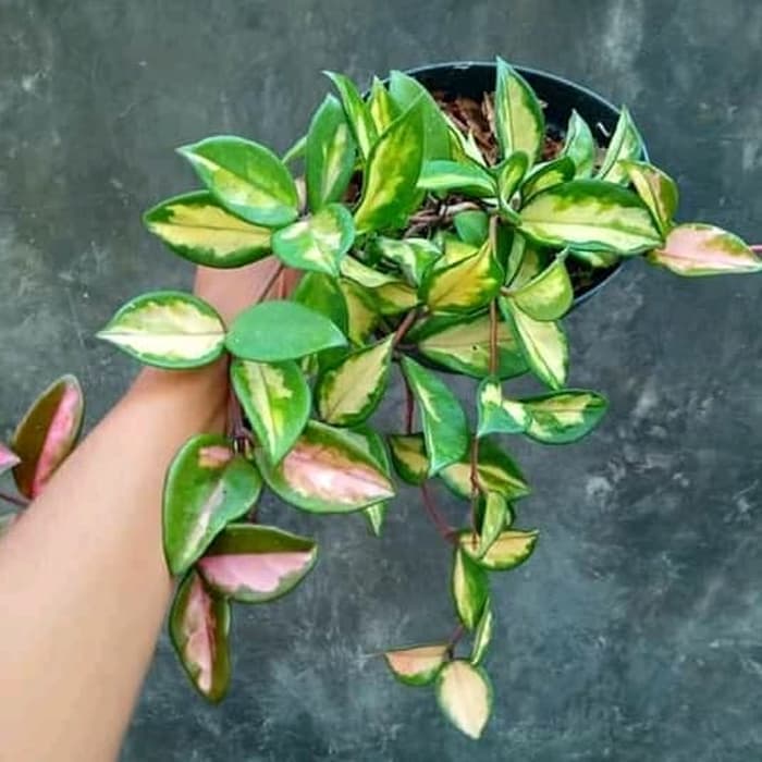 tanaman hias hoya kornosa varigata - tanaman gantung