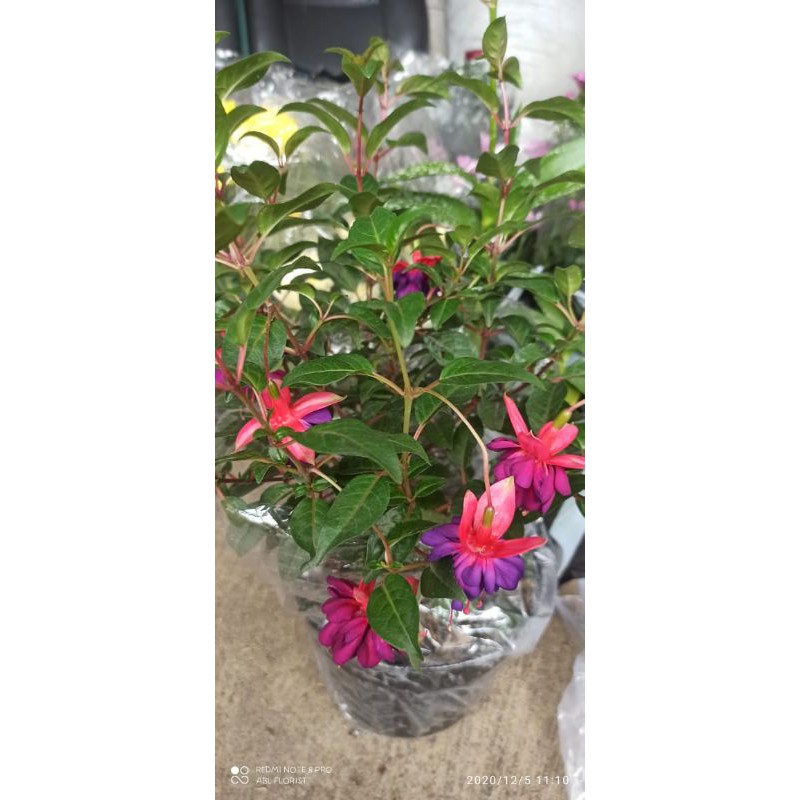 BUNGA FUCHSIA / BUNGA ANTING INDIA / ANTING-ANTING