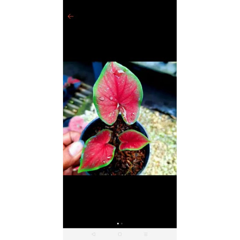 Caladium Red jaguar