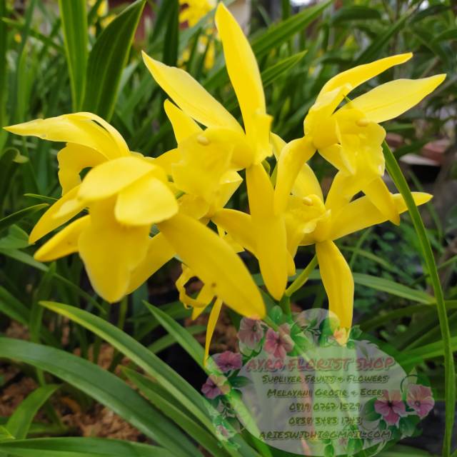 anggrek Cymbidium golden boy ( anggrek tanah )