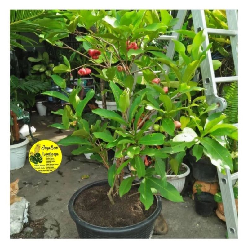 TANAMAN HIAS JAMBU AIR KANCING/POHON JAMBU AIR KANCING + POT HITAM