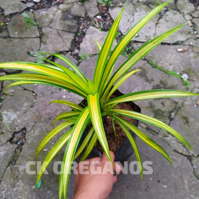 Tanaman hias Pandan Variegata