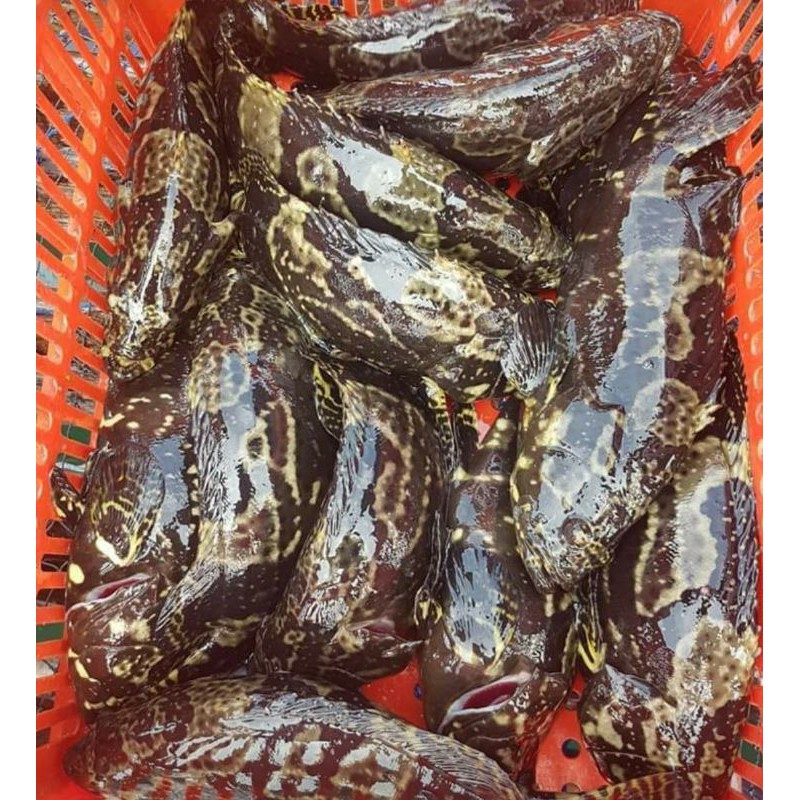 ikan iwak kerapu krapu cantang hidup live per 600 - 700 gr air laut