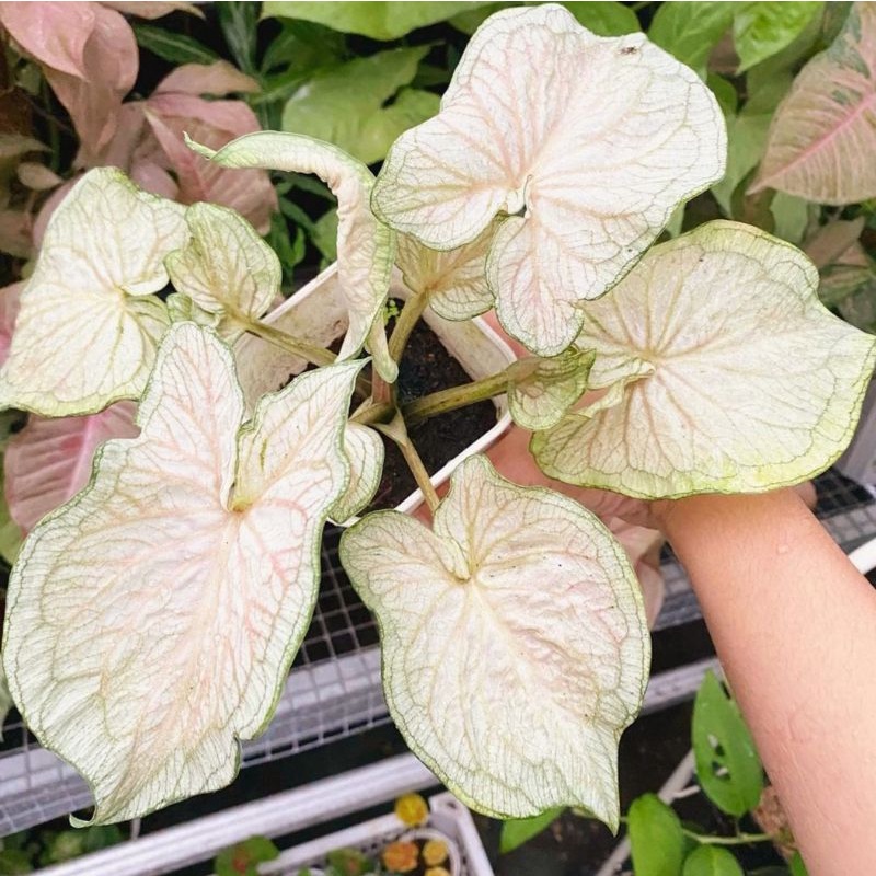 Caladium White Jaguar/ bunga keladi / tanaman hias keladi murah / tanaman keladi hidup / caladium th