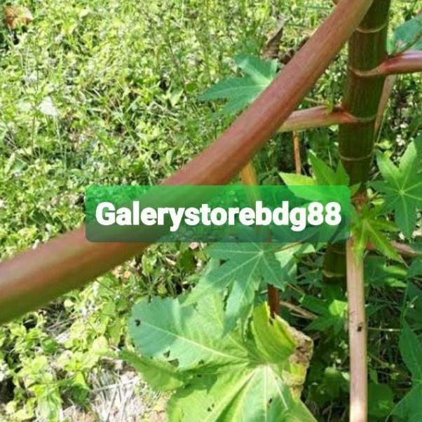 

Batang kaliki merah jarak merah P 30 cm isi 10 batang-az