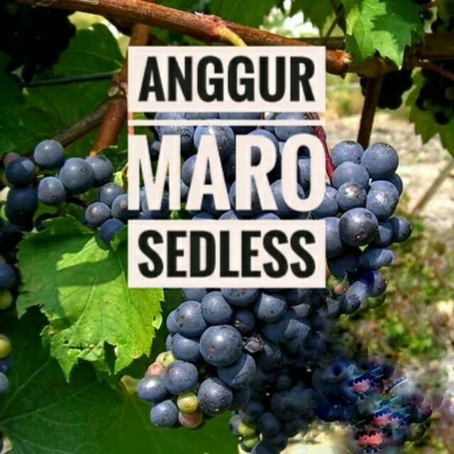Bibit Anggur Maroo Seadles non biji - Anggur manis tanpa biji