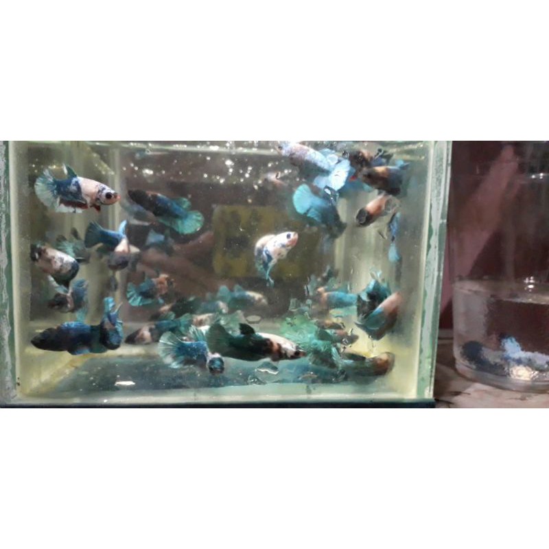 anakan/ bahan / burayak ikan cupang avatar gordon usia 2,5 bulan