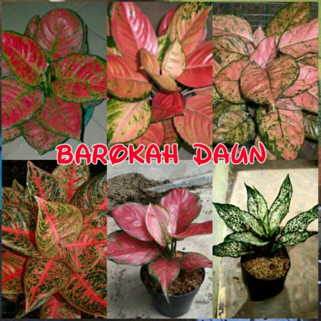Paket promo 6 bibit bunga aglonema super