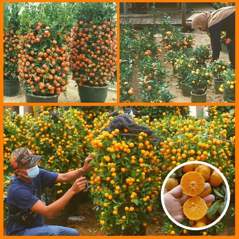 

bibit jeruk Santang madu hasil stek/okulasi mudah berbuah