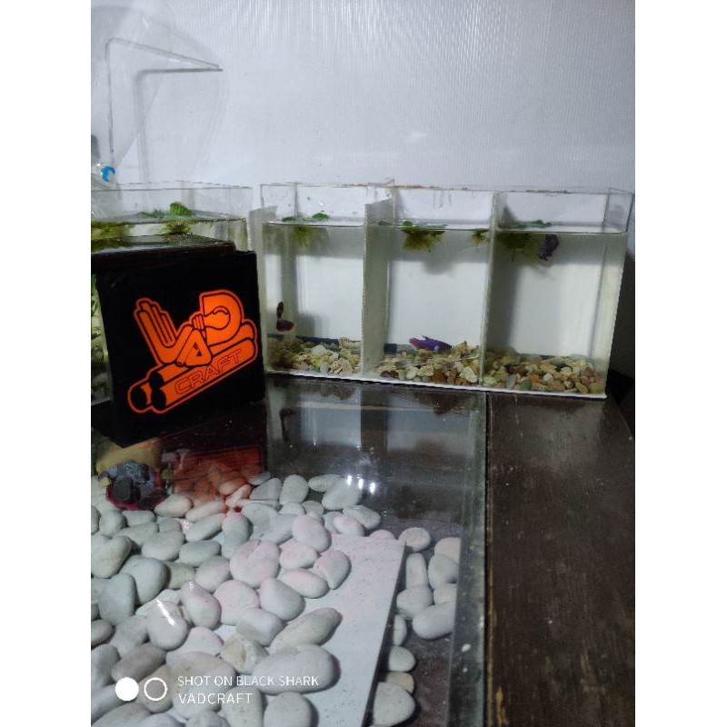 soliter cupang akrilik 3 skat / 3 ruangan ukuran P30xL10xT15 background belakang putih