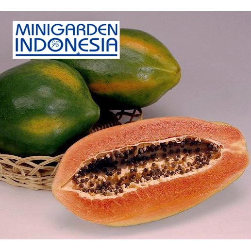 TERPERCAYAA Ready 2 biji benih pepaya THAILAND super F1 bibit tanaman buah import YEES