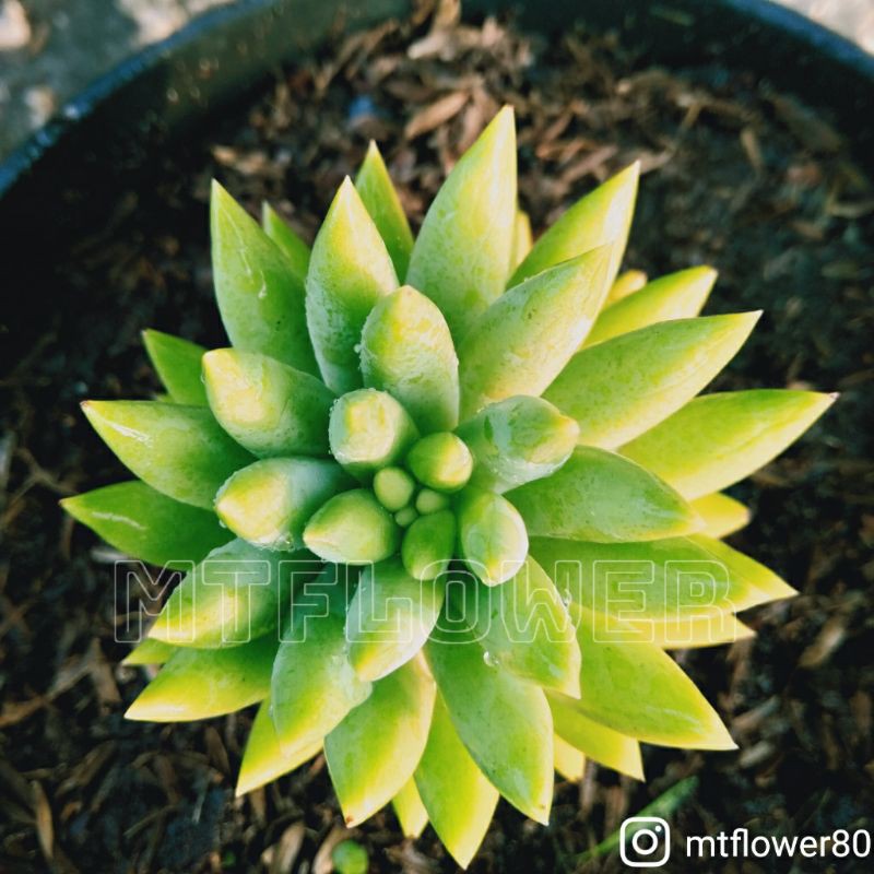 Tanaman Hias Air Mata Ibu | Sculen