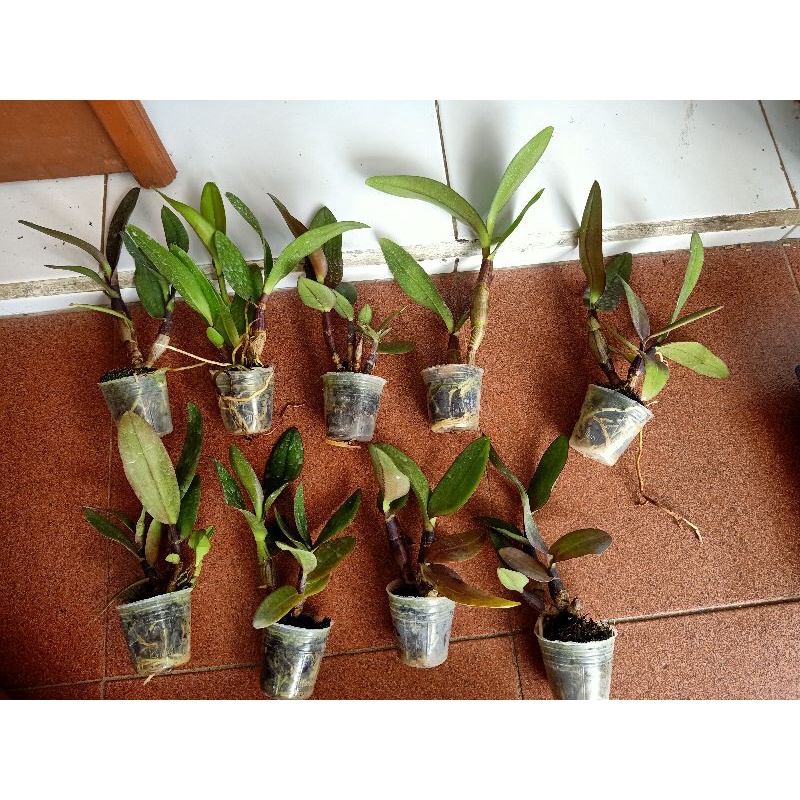 Dendrobium black scorpion