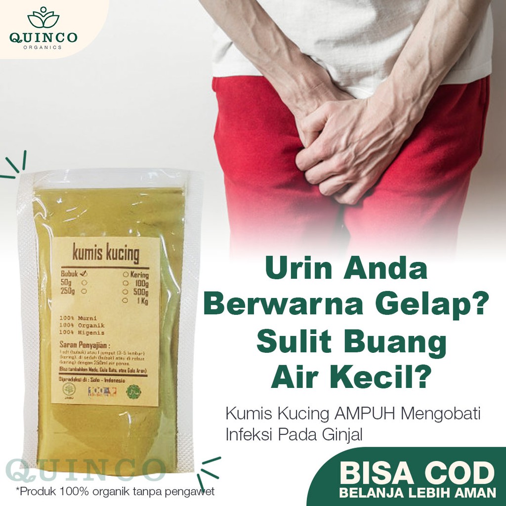 

KUMIS KUCING Obat Herbal Batu Ginjal 100gr darah tinggi asam urat pelancar menstruasi R63 Rempah JSR