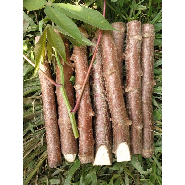 Jual singkong Manggu 1 Kg