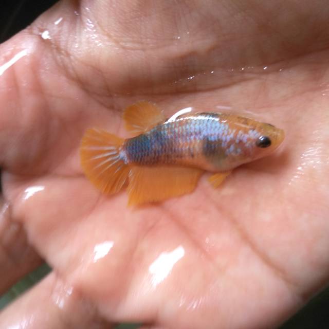 Yellow Fancy (Female 2)