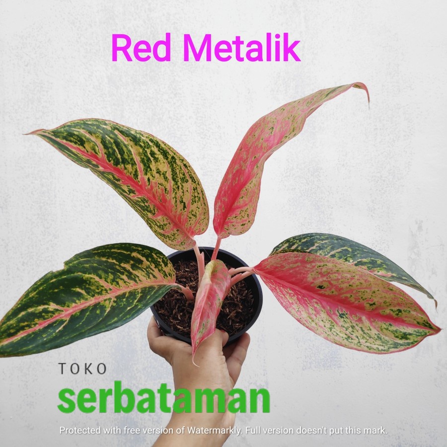 Tanaman Hias Koleksi Aglonema Red Metalik / Tanaman Hias / Tanaman Hidup