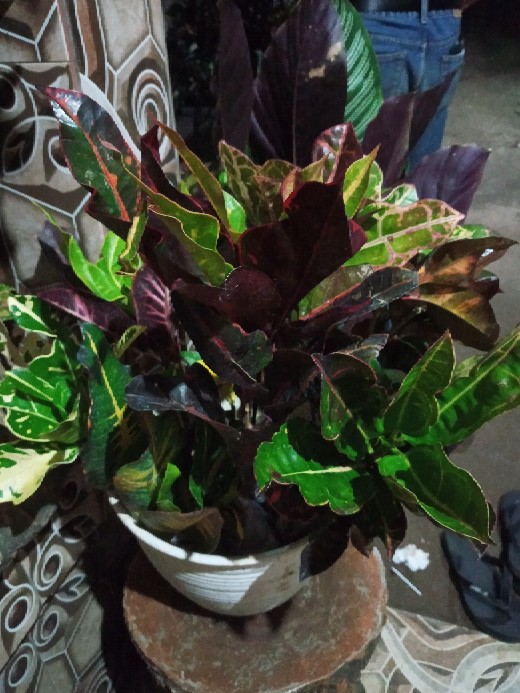 Tanaman Hias - Bibit Bunga Puring Bali