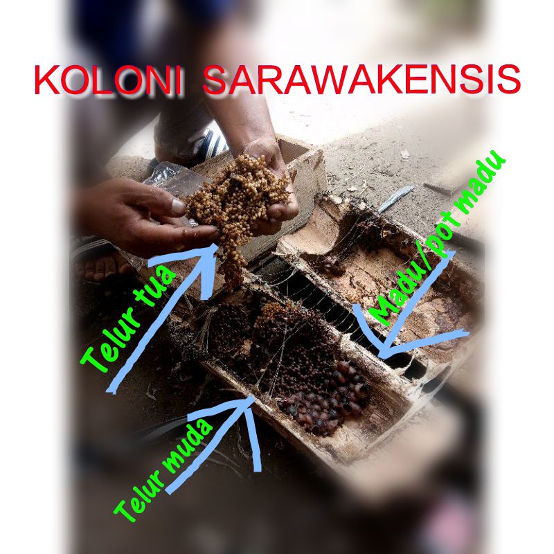 Bibit Lebah Klanceng Sarawakensis Trigona Kelulut Kele Kele Kelo Kelo Teuweul BERGARANSI KOLONI KUAT