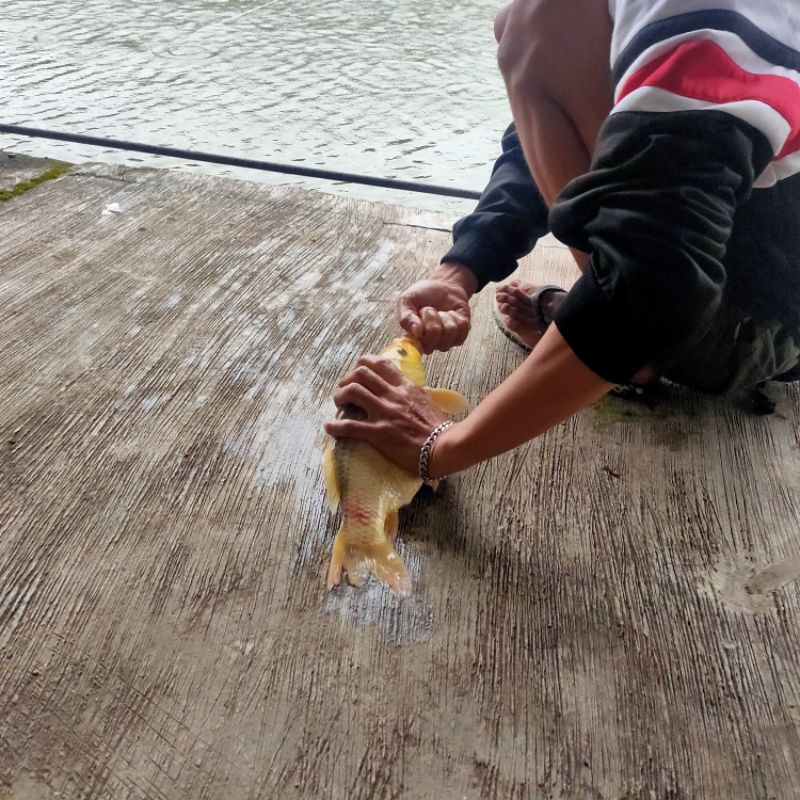 Essen Oplosan anggur Garang Ikan Mas Harian Lomba Induk/Babon Dan Ikan Rame 15ml