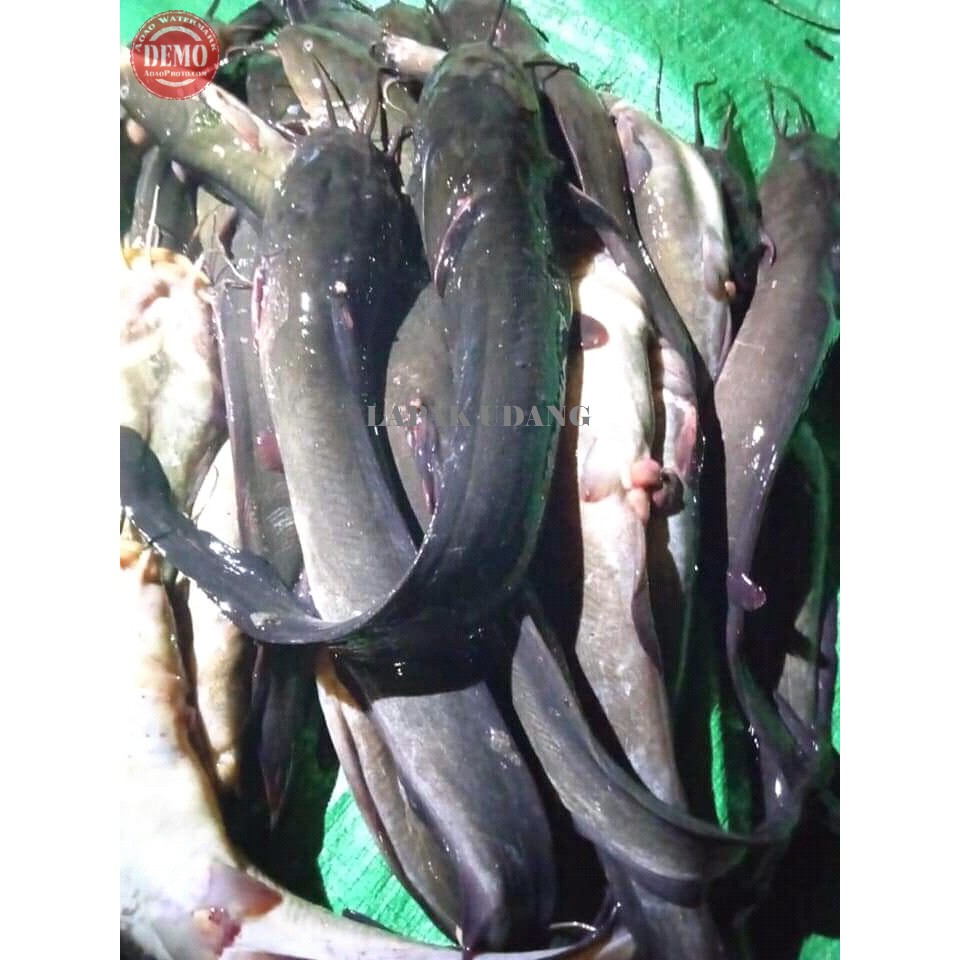 

Ikan Sembilang Segar Laut Kualitas GARANSI SEGAR