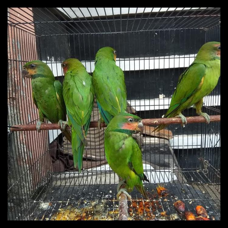 Sale Burung Betet Sumatra Sale Shopee Indonesia
