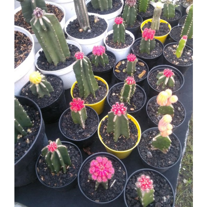 Bunga Kaktus Import Gimno warna warni besar