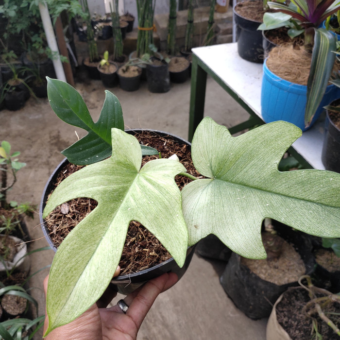 philodendron florida ghost varigata/kukubima varigata