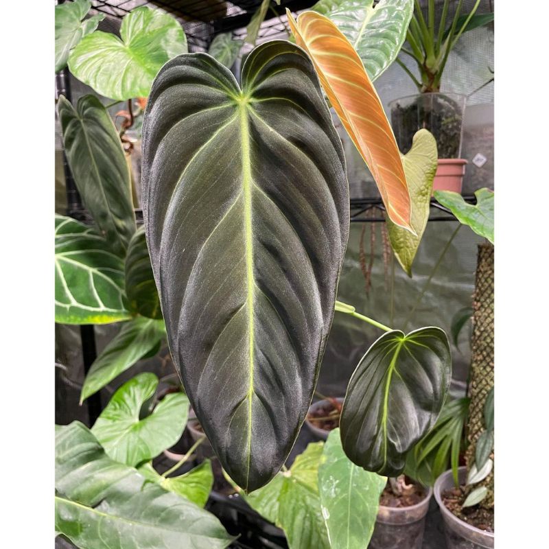 Batang/Bonggol Philodendron Melanochrysum Bibit Tanaman Hias