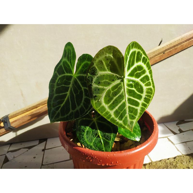 anthurium clarinervium | kuping gajah karet | kuping gajah tarantula | indukan