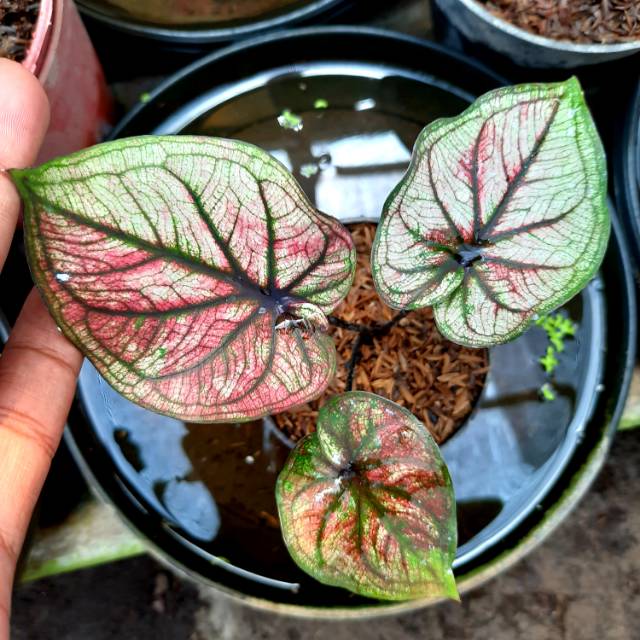 Tanaman Hias Caladium Keladi Hias Jawara Shopee Indonesia