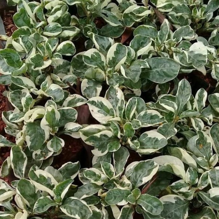 Tanaman hias krokot putih - pohon krokot putih